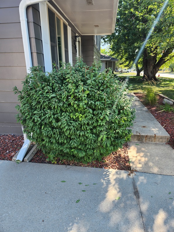 Overgrown Shrub