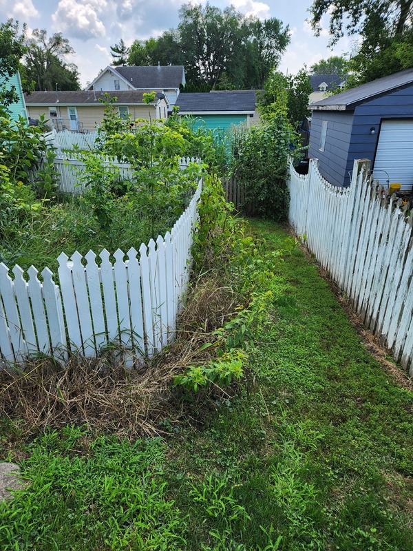 Overgrown Yard